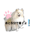 ポメラニアンジェミ（個別スタンプ：1）