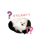 ポメラニアンジェミ（個別スタンプ：2）