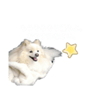 ポメラニアンジェミ（個別スタンプ：3）