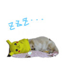 ポメラニアンジェミ（個別スタンプ：4）