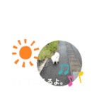 ポメラニアンジェミ（個別スタンプ：8）