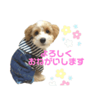 マルプーパン君❤︎（個別スタンプ：8）