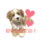 マルプーパン君❤︎（個別スタンプ：9）