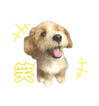 マルプーパン君❤︎（個別スタンプ：17）