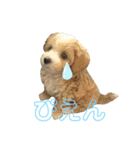 マルプーパン君❤︎（個別スタンプ：23）