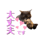 かぎさんと紫苑 7（個別スタンプ：4）