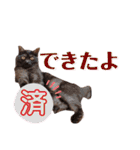 かぎさんと紫苑 7（個別スタンプ：10）