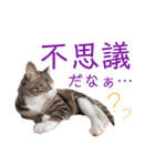 かぎさんと紫苑 7（個別スタンプ：13）