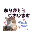 かぎさんと紫苑 7（個別スタンプ：15）