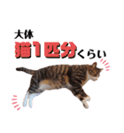 かぎさんと紫苑 7（個別スタンプ：21）