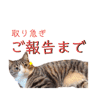 かぎさんと紫苑 7（個別スタンプ：23）