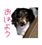 ぎんたのすたんぷ（個別スタンプ：1）