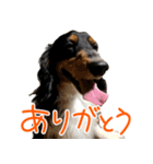 ぎんたのすたんぷ（個別スタンプ：2）