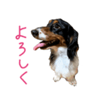 ぎんたのすたんぷ（個別スタンプ：3）
