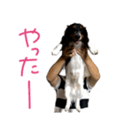 ぎんたのすたんぷ（個別スタンプ：5）