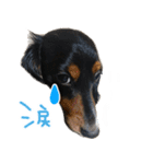 ぎんたのすたんぷ（個別スタンプ：16）