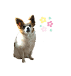 にこじろう（個別スタンプ：3）