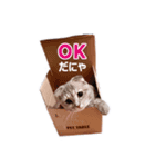 さくらちゃん(猫)のスタンプ（個別スタンプ：1）