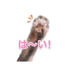 さくらちゃん(猫)のスタンプ（個別スタンプ：3）