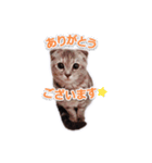さくらちゃん(猫)のスタンプ（個別スタンプ：4）