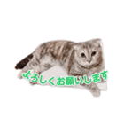 さくらちゃん(猫)のスタンプ（個別スタンプ：6）