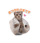 さくらちゃん(猫)のスタンプ（個別スタンプ：7）