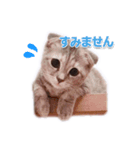 さくらちゃん(猫)のスタンプ（個別スタンプ：9）