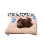 さくらちゃん(猫)のスタンプ（個別スタンプ：10）