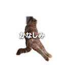 さくらちゃん(猫)のスタンプ（個別スタンプ：11）