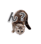 さくらちゃん(猫)のスタンプ（個別スタンプ：12）