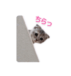 さくらちゃん(猫)のスタンプ（個別スタンプ：13）