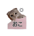 さくらちゃん(猫)のスタンプ（個別スタンプ：14）