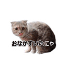 さくらちゃん(猫)のスタンプ（個別スタンプ：15）