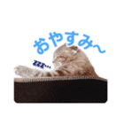さくらちゃん(猫)のスタンプ（個別スタンプ：16）