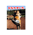 女子のための動物園あにまるず（個別スタンプ：3）