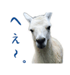 女子のための動物園あにまるず（個別スタンプ：5）