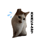 monakaneko2（個別スタンプ：3）