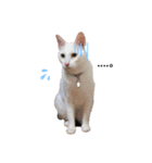 白玉のきもち（個別スタンプ：1）