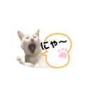 白玉のきもち（個別スタンプ：2）