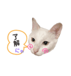 白玉のきもち（個別スタンプ：7）