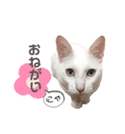 白玉のきもち（個別スタンプ：10）
