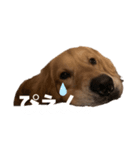 リックの日常①（個別スタンプ：7）