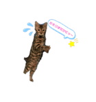 Life is Jazz（個別スタンプ：3）