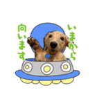 いとちゃん スタンプ（個別スタンプ：5）