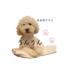 フーちゃんの日常スタンプ2（個別スタンプ：1）