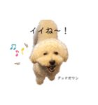フーちゃんの日常スタンプ2（個別スタンプ：6）