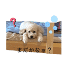 フーちゃんの日常スタンプ2（個別スタンプ：7）