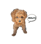 トイプードルの茶々丸（個別スタンプ：10）
