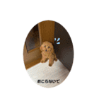 トイプードルの茶々丸（個別スタンプ：12）