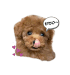 トイプードルの茶々丸（個別スタンプ：16）